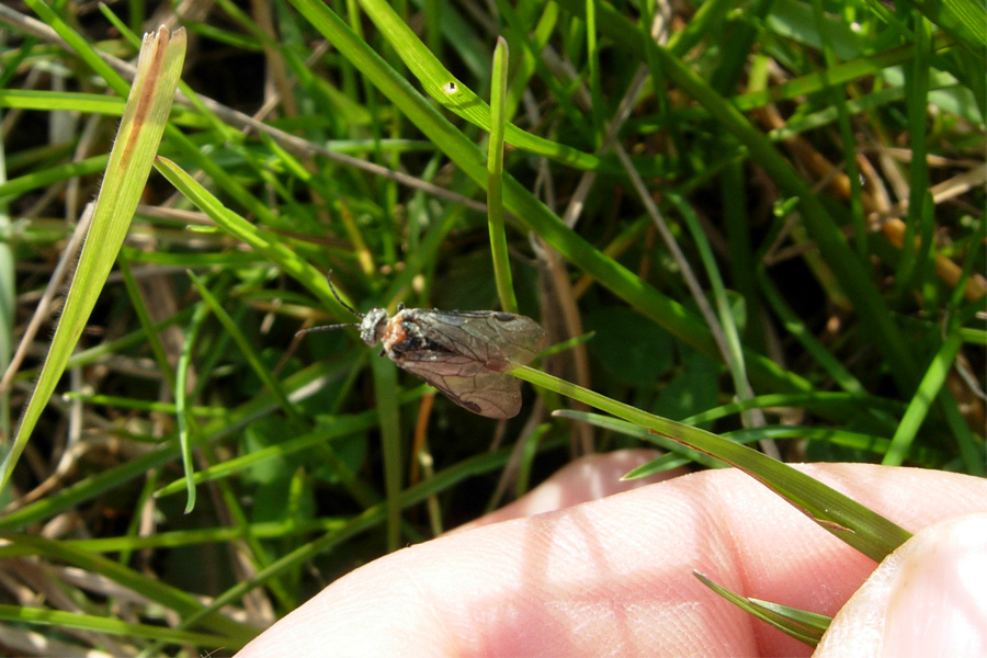 Imenottero Tenthredinidae